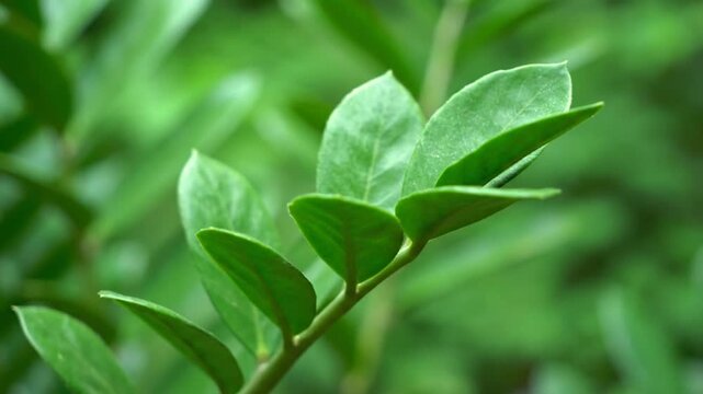 A macro closeup of fresh kaffir lime foliage and organic green leaves on a branch showcases spring growth and garden nature against a white background