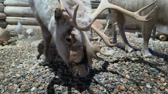 Stuffed reindeer in the museum in Longyearbyen. Svalbard, Norway.
