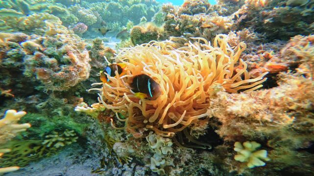 Clownfish living inside sea anemone on shallow coral reef