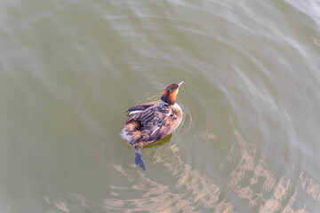 The water bird Great crested Grebe, Podiceps cristatus, swimming in the lake, and its cute babies...