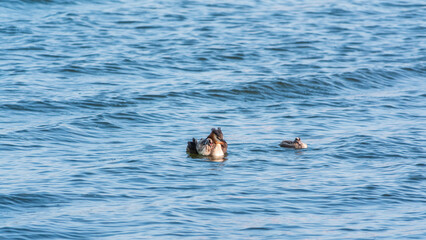 Obraz premium The waterfowl bird, great crested grebe with chick, swimming in the lake.