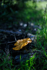 Mushrooom in the forest