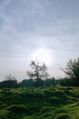 Sunset over the forest