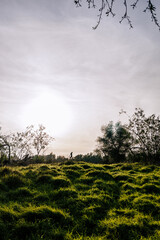 sunset in the forest