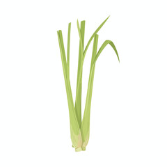 Obraz premium Stylized illustration of light green lemongrass stalks with pale bases on a white background or 'sereh'