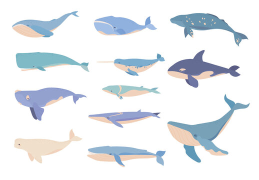 Blue And Beige Whale Cartoon Animal Sea Ocean Illustrations Set