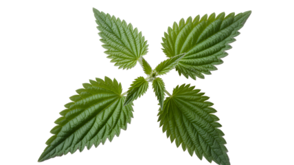 Close-up view of a nettle plant with green leaves arranged in a cross pattern on a transparent background removed image