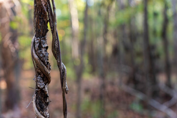 Macro view of dried, twisting vines wrapped around a tree trunk in a tranquil forest. Soft background blur highlights natural textures, capturing rugged nature and a calm, secluded woodland atmosphe