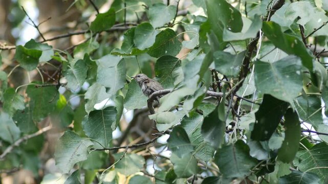 Young Plaintive Cuckoo Bird Perched on Branch Rear View in Natural Habitat