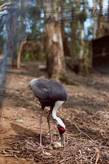 Obraz premium Crane bird egg nest forest nature wildlife adult foraging with beak and longlegs on ground among leaves and trees, closeup portrait showing feathers, red head and feeding behavior in woodland habitat.