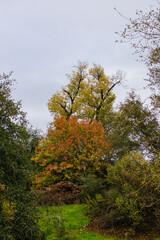 autumn in the forest