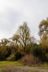 autumn in the forest