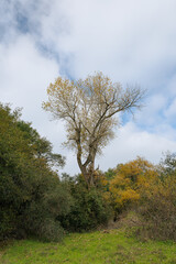 tree in the autumn