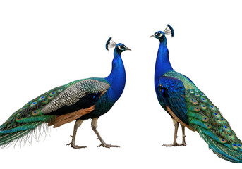 Obraz premium Two majestic peacocks standing together with vibrant feathers and long tails isolated on transparent background