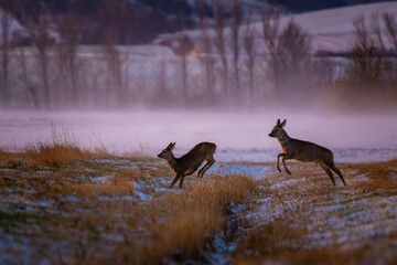 Roe deer (Capreolus capreolus) jumping over a ditch on a winter meadow – dynamic wildlife action © Michael Krüger