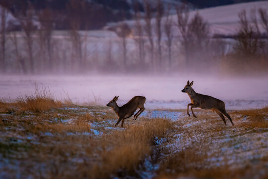 Roe deer (Capreolus capreolus) jumping over a ditch on a winter meadow &ndash; dynamic wildlife action