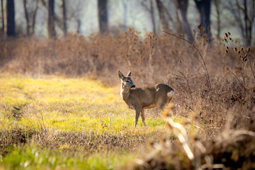 Roe Deer (Capreolus capreolus) at Meadow Edge in Warm Autumn Light