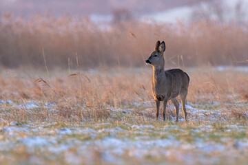 Roe deer (Capreolus capreolus) on a winter meadow – wildlife in frosty natural landscape © Michael Krüger