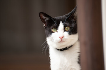 Obraz premium ハチワレ猫