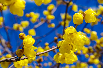満開の蝋梅のアップ（愛知県名古屋市東区徳川町）
