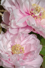 白い冬牡丹の花（八千代椿）のアップ