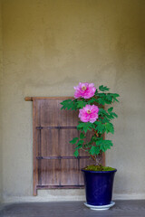 古民家に飾られた牡丹の花（愛知県名古屋市東区徳川町）