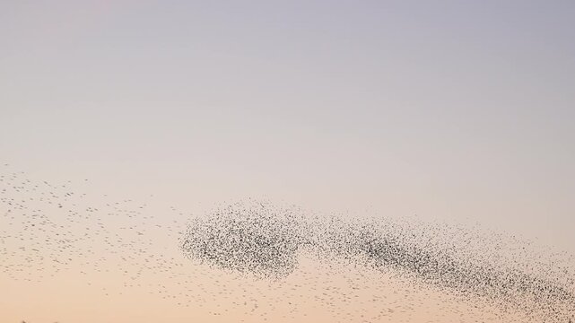 Starling murmuration when thousands of birds engage in synchronized, choreographed aerial displays, forming vast, dynamic cloud-like shapes in the sunset sky.