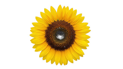Fototapeta premium Bright Yellow Sunflower with Dark Brown Center isolated on a transparent background bloom petals