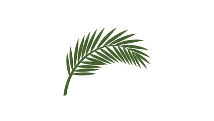 Fototapeta premium Palm Frond Leaf Green Foliage Illustration.