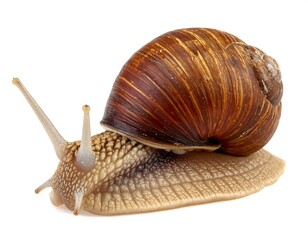 Snail with brown, striped shell resting on a bright white background