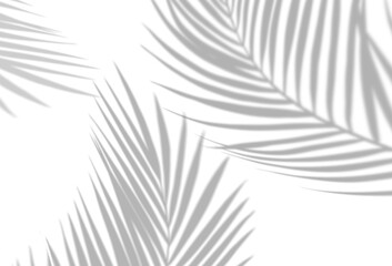 Shadow Palm Leaves silhouette ,Blurry Tropical Coconut Leaf Overlay, Element object for Spring Summer, Mock up Product Presentation.