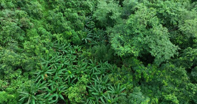 Beautiful tropical forest landscape in hong kong, China