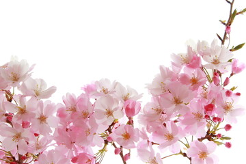 Obraz premium 淡いピンクの思川桜 白背景