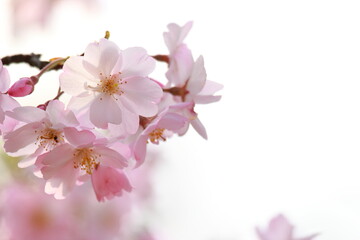Fototapeta premium 淡いピンクの思川桜のクローズアップ 白背景