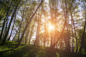 Obraz premium Sunlight filtering through the tall birch trees in a lush green forest, creating a serene and captivating natural landscape for nature enthusiasts. Vintage film aesthetic.