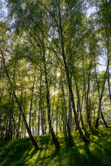 Sunlight filtering through the tall birch trees in a lush green forest, creating a serene and captivating natural landscape for nature enthusiasts.