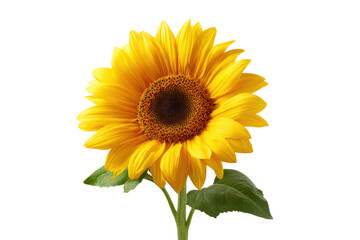 Single bright yellow sunflower with dark center and green leaves on black background bloom blossom