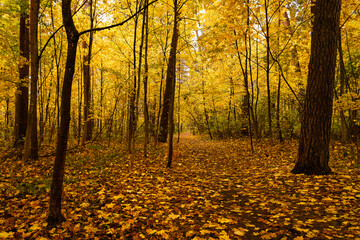 Path through vibrant autumn forest with bright yellow and gold leaves covering the ground and trees. Scenic fall landscape background.