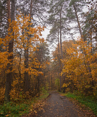 Empty road winding through vibrant autumn forest with tall trees and golden foliage. Nature landscape for background or design element.