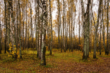 Autumn forest with tall birch tree trunks and fallen yellow leaves on the ground. Natural seasonal scenery, nature background.