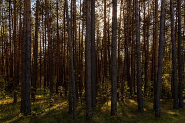 Sunrise or sunset in tall pine forest with long shadows on mossy ground. Nature landscape for tranquility and wilderness. Natural scenic view for wallpaper design.