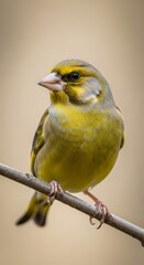 Fototapeta premium Photorealistic Chloris chloris greenfinch on twig, graceful songbird close up with crisp feather texture and shallow depth of field bokeh, professional editorial nature photography in high resolution 