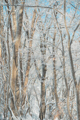 Obraz premium A serene winter forest on Mt Gyebangsan, South Korea, with frost-covered trees and delicate snow textures under a clear blue sky, offering generous