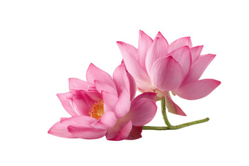 Two pink lotus flowers with yellow centers on black background bloom blossom