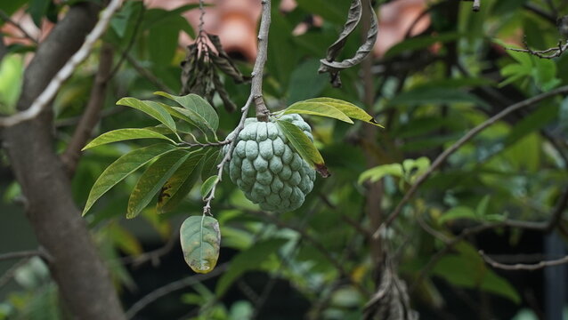 Unripe soursop (Annona squamosa) fruit growing on a tree.