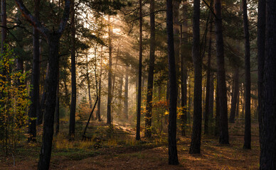 Fototapeta premium A walk in the autumn forest. The sun's rays break through the branches of the trees. The journey. Tourism.