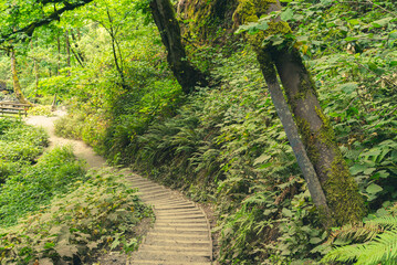 Hiking trail winding through dense green woodland area with an weathered metal pole sticking through.