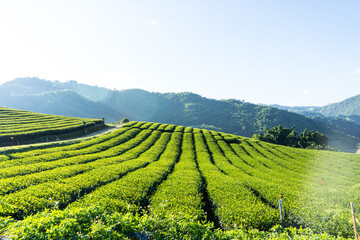 Obraz premium Green tea plantation landscape, Tea Plantation 101 Doi Mae Salong, Chiangrai Thailand.
