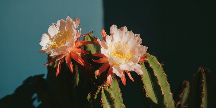 Cactus Flowers Blooming on a Mandacaru Cereus Jamacaru Plant in Sunlight Against a Blue Background for Botanical Nature Art and Summer Design Background