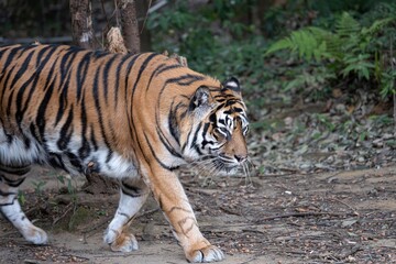 歩くカッコいいスマトラトラ